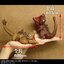 PRE-ORDER : DefoReal Godzilla (2016) 2nd & 3rd Form Clear Ver. Set