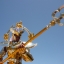 Saint Seiya Saint Cloth Myth Chrysaor Krishna Scale by Bandai