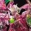 PRE-ORDER : RG 1/144 The Gundam Base Limited 00 QAN[T] Full Saber [TRANS-AM Clear] Plastic Model