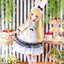 Pre-order : Iris Collect petit Koharu / Poppin'bunny garden (Wonder / Fancy Rabbit ver.) 1/3 Complete Doll by Azone