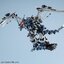 Pre-order : 1/72 Zoids: RZ-045 Salamander Plastic Model Kit by Kotobukiya