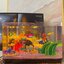 Zhe Gao DZ 6101 Aquarium Ocean World 559pcs